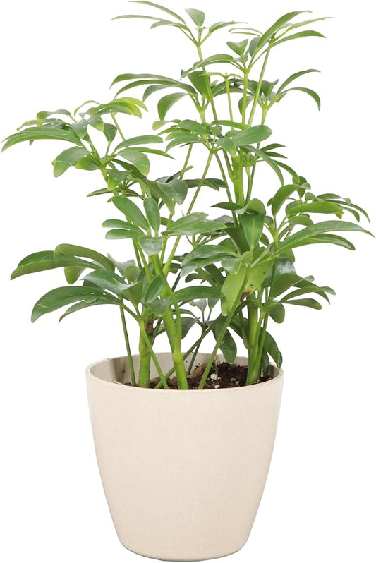 Thorsen's Greenhouse Live Arboricola Umbrella Tree Plant, Schefflera Arboricola, Natural Air Purifier, Easy to Grow, Live Indoor Houseplant, 4-inch Diameter (Natural)