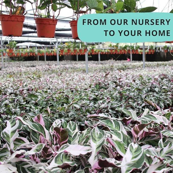 CoollectivePlants Monstera Swiss Cheese – Live Monstera Adansonii Plant in 6″ Grower’s Pot, Indoor Swiss Cheese Houseplant, Includes UniHeat Pack for Winter Protection