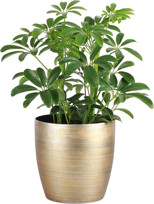 Thorsen's Greenhouse Live Arboricola Umbrella Tree Plant, Schefflera Arboricola, Natural Air Purifier, Easy to Grow, Live Indoor Houseplant, 4-inch Diameter (Gold)