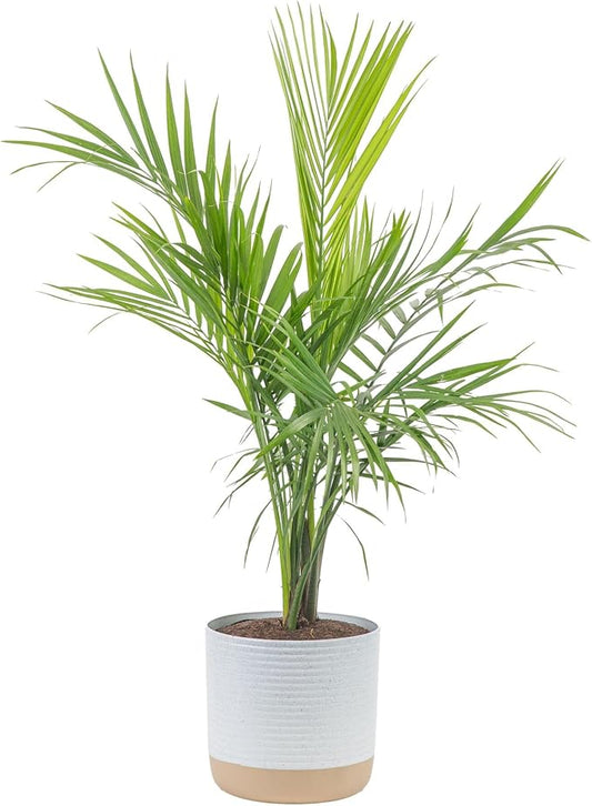 Costa Farms Majesty Palm Live Plant in Decorative Pot, Large Indoor Houseplant, Perfect for Home, Room, or Office Decor, Great House Warming or Birthday Gift, 3-4 Feet Tall