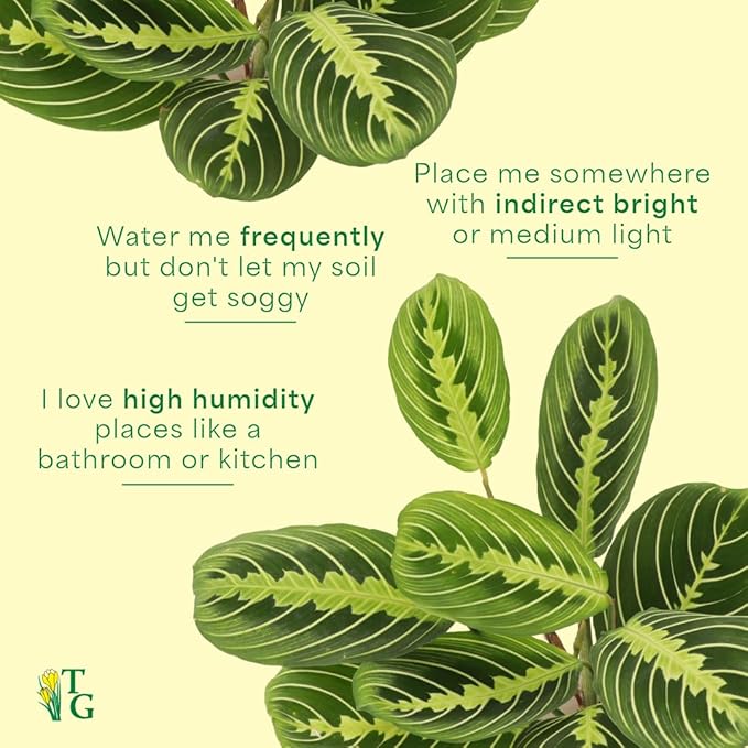 Thorsen's Greenhouse Lemon Lime Prayer Plant, Live Indoor Plant, Pet Friendly, Attractive Houseplant, Lemon Maranta, Natural Air Purifier, Easy to Grow, 4" Diameter Pot (Gold)