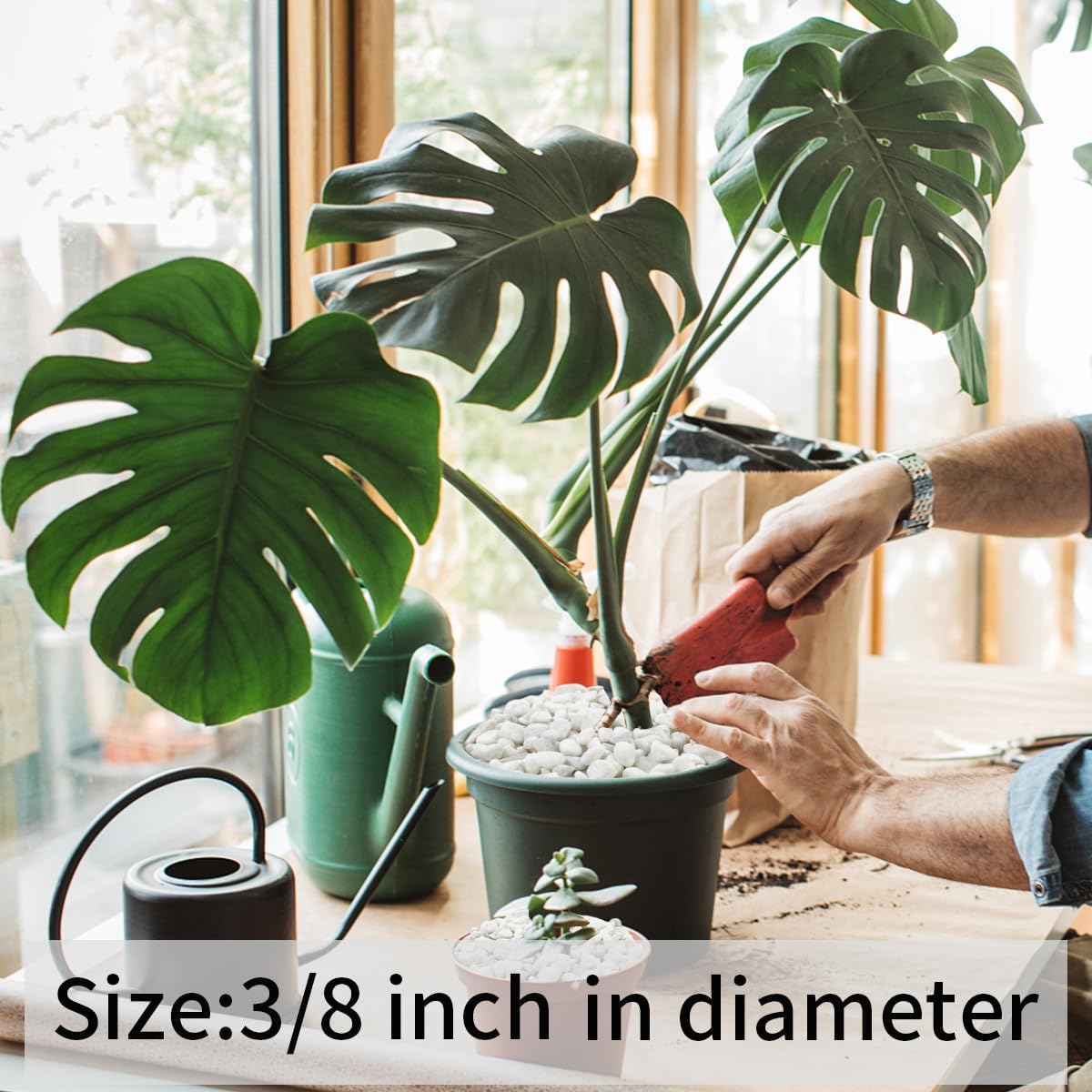 10LB Natural Succulent Gravel Decorative White Rocks - 3/8'' Small White Pebbles for Plants, Decorative Stones, Succulent Rocks Pebbles for Planter, Aquarium Pea Gravel for Landscaping