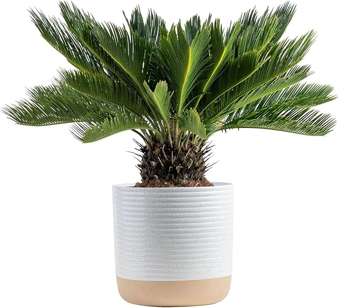 Costa Farms Sago Palm Live Plant in Decorative Pot, Easy to Maintain Large Indoor Houseplant, Perfect for Home, Room, or Office Decor, Great House Warming or Birthday Gift, 2-3 Feet Tall