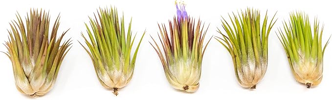 5 Pack Jumbo Air Plant Ionantha Guatemala 'Macho' - Live Tillandsia Succulent House Plants - Available in Wholesale and Bulk - Home and Garden Decor - Easy Care Indoor/Outdoor Air Plants