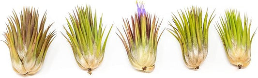 5 Pack Jumbo Air Plant Ionantha Guatemala 'Macho' - Live Tillandsia Succulent House Plants - Available in Wholesale and Bulk - Home and Garden Decor - Easy Care Indoor/Outdoor Air Plants