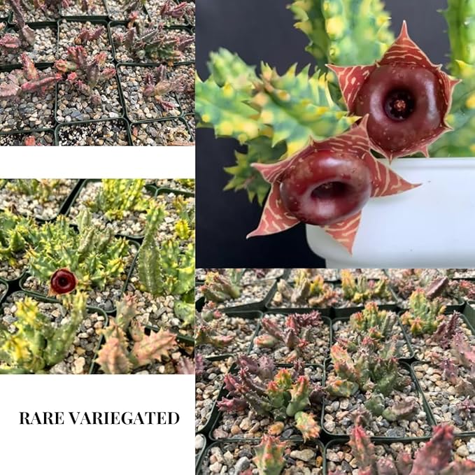 Lifesaver Zebrina Starfish Cactus Cactus Plant, Trailing Cactus Succulent Well Rooted in 2" Pot Ornamental Houseplant for Hanging Basket