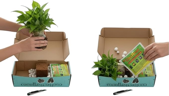 CoollectivePlants Stromanthe Triostar – 2 Live Plants in 2″ Grower’s Pots | Easy Care, Low Maintenance Indoor Houseplants, Includes UniHeat Pack for Winter Protection