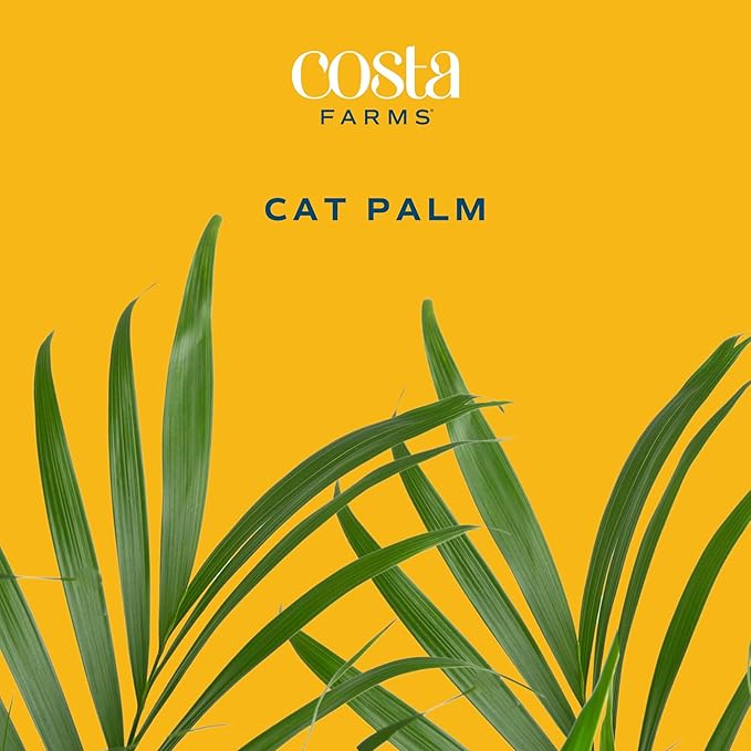 Costa Farms Cat Palm Live Plant in Decorative Pot, Large Indoor Houseplant, Perfect for Home, Room, or Office Decor, Great House Warming or Birthday Gift, 3-4 Feet Tall