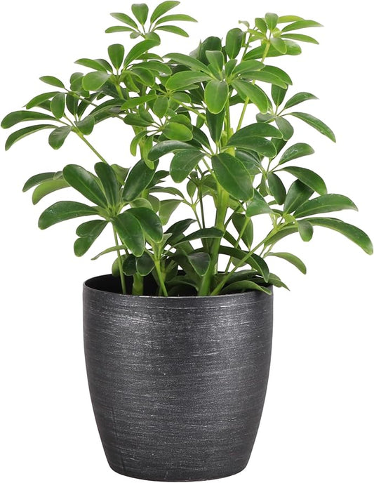 Thorsen's Greenhouse Live Arboricola Umbrella Tree Plant, Schefflera Arboricola, Natural Air Purifier, Easy to Grow, Live Indoor Houseplant, 4-inch Diameter (Brushed Silver)