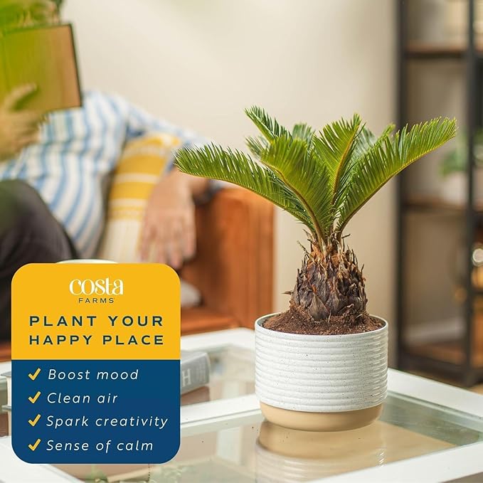Costa Farms Live Sago Palm, Easy to Grow Live Indoor Plant, Houseplant in Plant Pot, Home and Room Decor, 1 Foot Tall