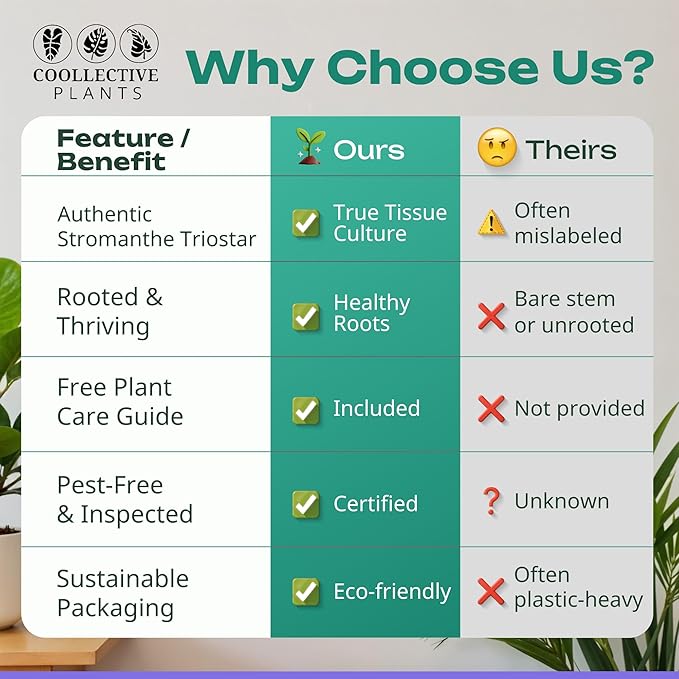 CoollectivePlants Stromanthe Triostar – 2 Live Plants in 2″ Growers Pot | Stromanthe Triostar Live Plant - Easy Care Low Maintenance Indoor Houseplants