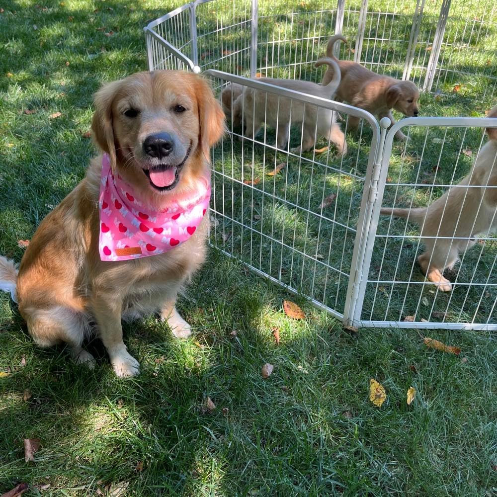 FXW Garden Fence Outdoor for The Yard – 40in(H) x 109.4ft(L) Heavy Duty Metal Animal Barrier for Dog and Rabbit, Decorative Dog Fence, 48 Panels, White