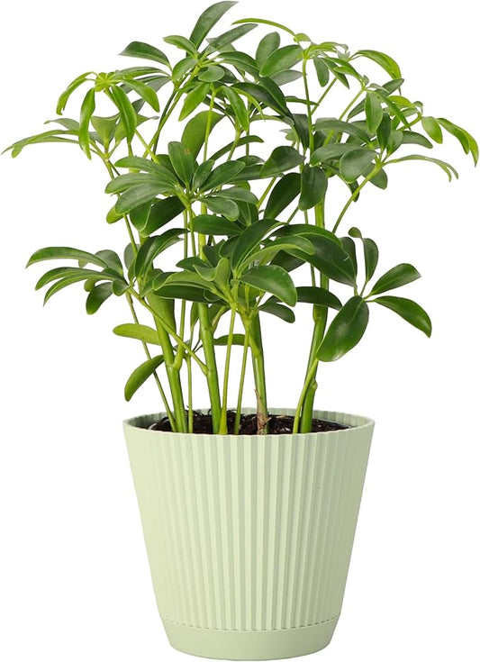 Thorsen's Greenhouse Live Arboricola Umbrella Tree Plant, Schefflera Arboricola, Natural Air Purifier, Easy to Grow, Live Indoor Houseplant, 4-inch Diameter (Sage)
