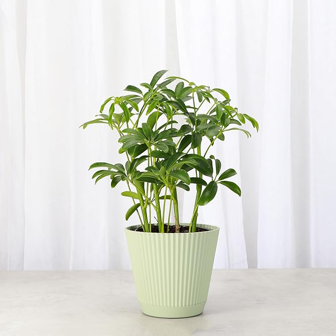 Thorsen's Greenhouse Live Arboricola Umbrella Tree Plant, Schefflera Arboricola, Natural Air Purifier, Easy to Grow, Live Indoor Houseplant, 4-inch Diameter (Sage)