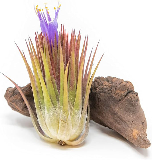 Jumbo Air Plant Ionantha Guatemala 'Macho' - Live Tillandsia Succulent House Plants - Available in Wholesale and Bulk - Home and Garden Decor - Easy Care Indoor and Outdoor Plants (Pack of 1)