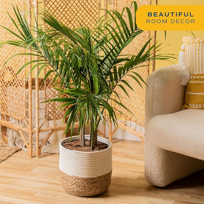 Costa Farms Majesty Palm Live Plant in Decorative Pot, Indoor Houseplant, Perfect for Home, Room, or Office Decor, Great House Warming or Birthday Gift, 3-4 Feet Tall