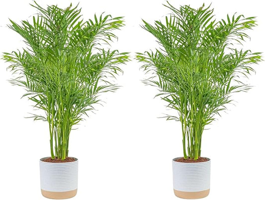 Costa Farms Cat Palm Live Plants in Decorative Pot, Large Indoor Houseplant, Perfect for Home, Room, or Office Decor, Great House Warming or Birthday Gift, 3-4 Feet Tall, Pack of 2