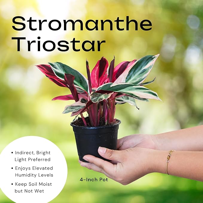 CoollectivePlants Stromanthe Triostar – Live Plant in 4″ Growers Pot, Rare House Plants Live, Easy Care Indoor Plant, Low Maintenance Houseplant