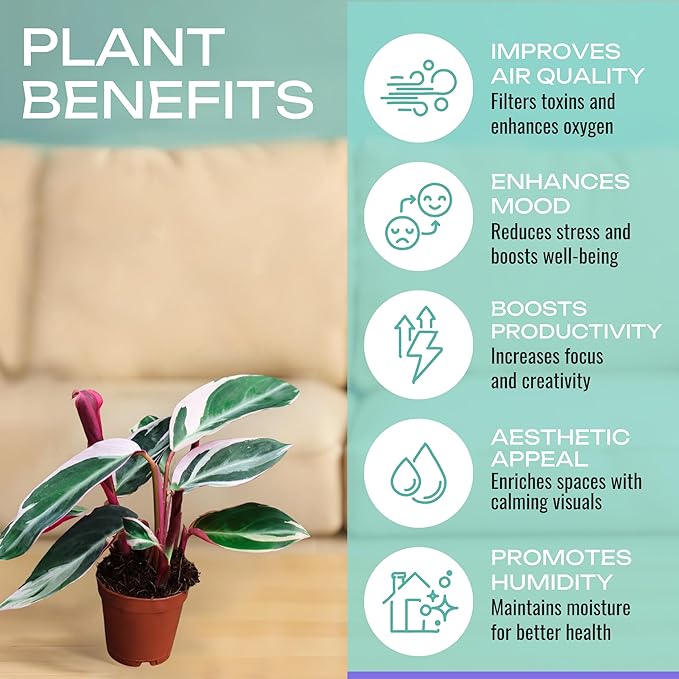 CoollectivePlants Stromanthe Triostar – 2 Live Plants in 2″ Grower’s Pots | Easy Care, Low Maintenance Indoor Houseplants, Includes UniHeat Pack for Winter Protection