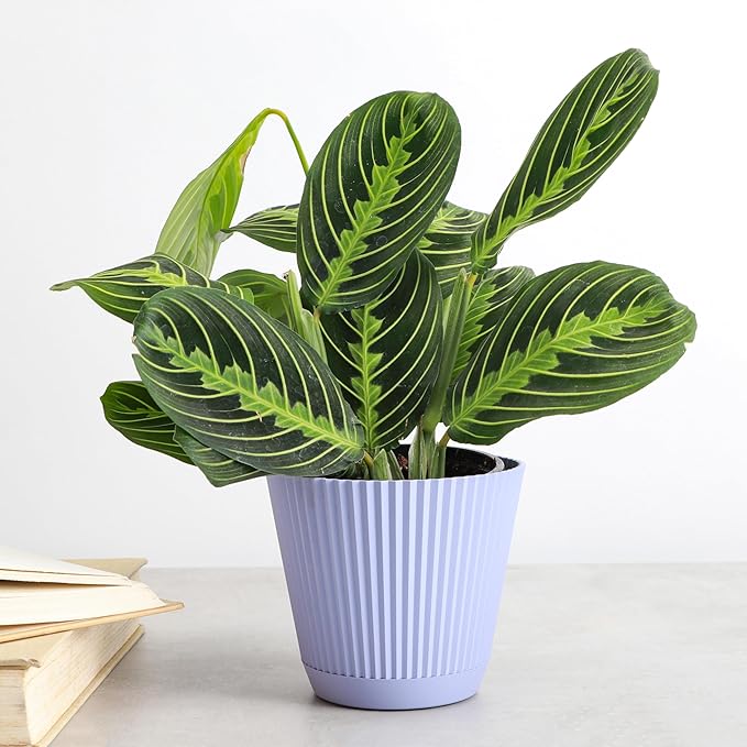 Thorsen's Greenhouse Lemon Lime Prayer Plant, Live Indoor Plant, Pet Friendly, Attractive Houseplant, Lemon Maranta, Natural Air Purifier, Easy to Grow, 4" Diameter Pot (Lavender)