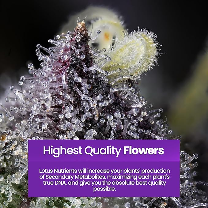 Grow Pro Series - Hydroponic Plant Nutrients and Fertilizer, Water Soluble Plant Food - Massive Roots, Made for Coco Coir, Hydro, & Soil, Enhances Flowering & Fruiting, Indoor & Outdoor Grows 16oz