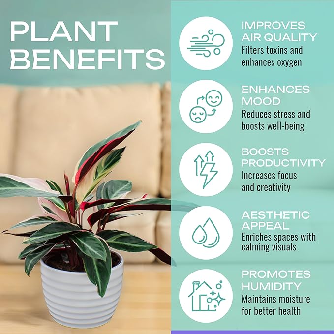 CoollectivePlants Stromanthe Triostar – Live Plant in 4″ Growers Pot, Rare House Plants Live, Easy Care Indoor Plant, Low Maintenance Houseplant