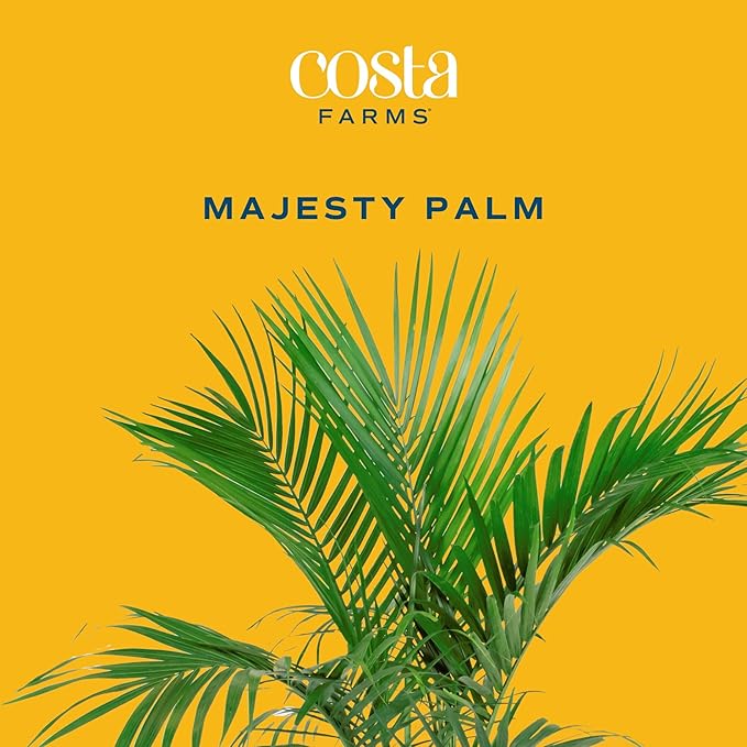 Costa Farms Majesty Palm Live Plant in Plastic Pot, Large Indoor Houseplant, Perfect for Home, Room, or Office Decor, Great House Warming or Birthday Gift, 3-4 Feet Tall