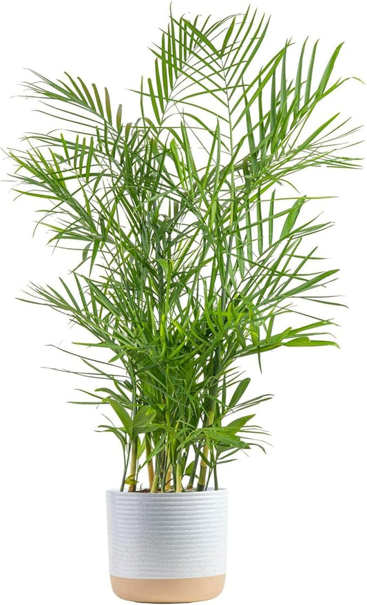 Costa Farms Bamboo Palm Live Plant in Decorative Pot, Air Purifying Large Indoor Houseplant, Perfect for Home, Room, or Office Decor, Great House Warming or Birthday Gift, 3-4 Feet Tall