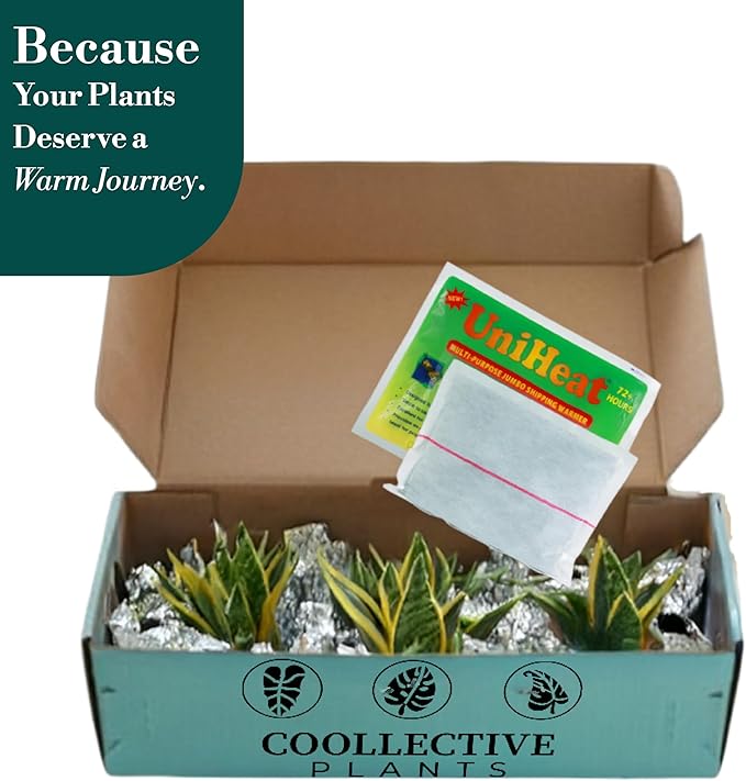 CoollectivePlants Monstera Swiss Cheese – Live Monstera Adansonii Plant in 6″ Grower’s Pot, Indoor Swiss Cheese Houseplant, Includes UniHeat Pack for Winter Protection