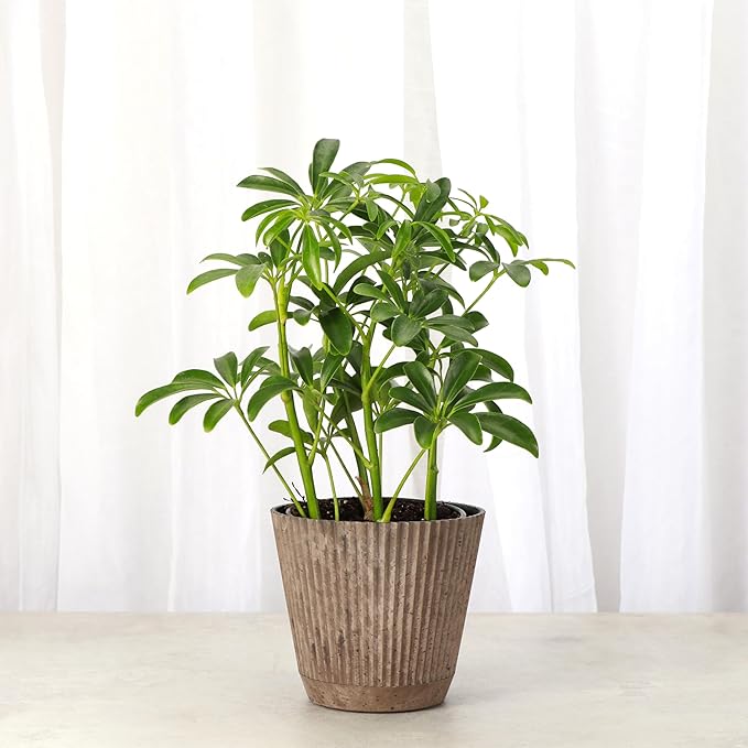 Thorsen's Greenhouse Live Arboricola Umbrella Tree Plant, Schefflera Arboricola, Natural Air Purifier, Easy to Grow, Live Indoor Houseplant, 4-inch Diameter (Coffee)