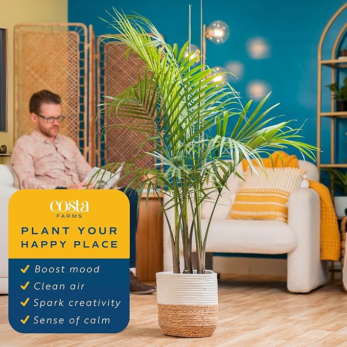 Costa Farms Majesty Palm Live Plant in Decorative Pot, Indoor Houseplant, Perfect for Home, Room, or Office Decor, Great House Warming or Birthday Gift, 3-4 Feet Tall
