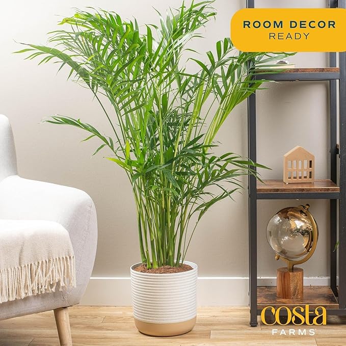 Costa Farms Cat Palm Live Plant in Decorative Pot, Large Indoor Houseplant, Perfect for Home, Room, or Office Decor, Great House Warming or Birthday Gift, 3-4 Feet Tall
