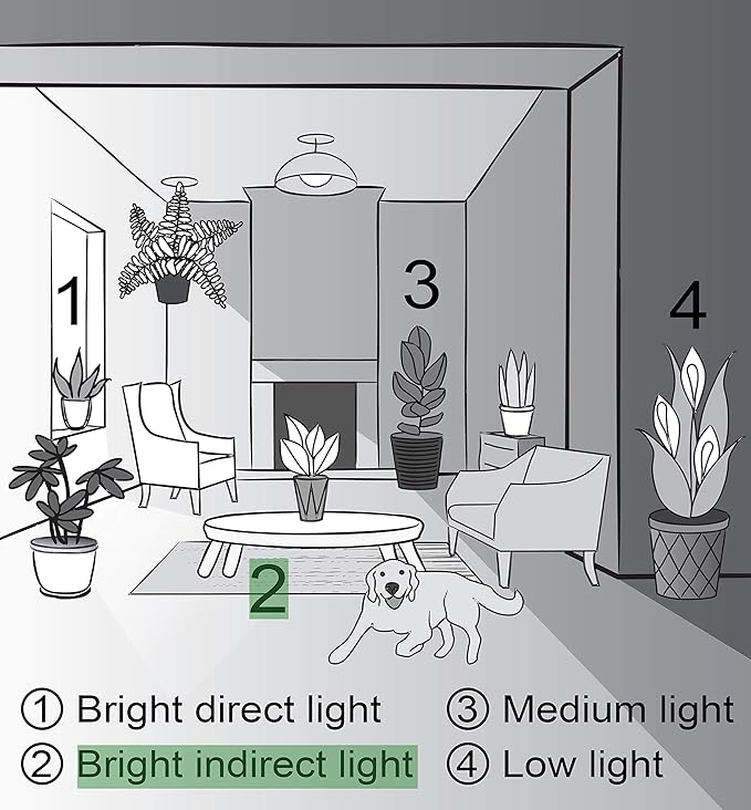 Thorsen's Greenhouse Live Arboricola Umbrella Tree Plant, Schefflera Arboricola, Natural Air Purifier, Easy to Grow, Live Indoor Houseplant, 4-inch Diameter (Growers Pot)
