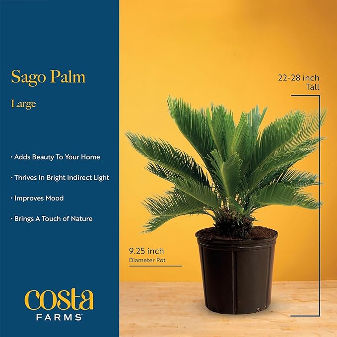 Costa Farms Sago Palm Live Plant in Decorative Pot, Easy to Maintain Large Indoor Houseplant, Perfect for Home, Room, or Office Decor, Great House Warming or Birthday Gift, 2-3 Feet Tall