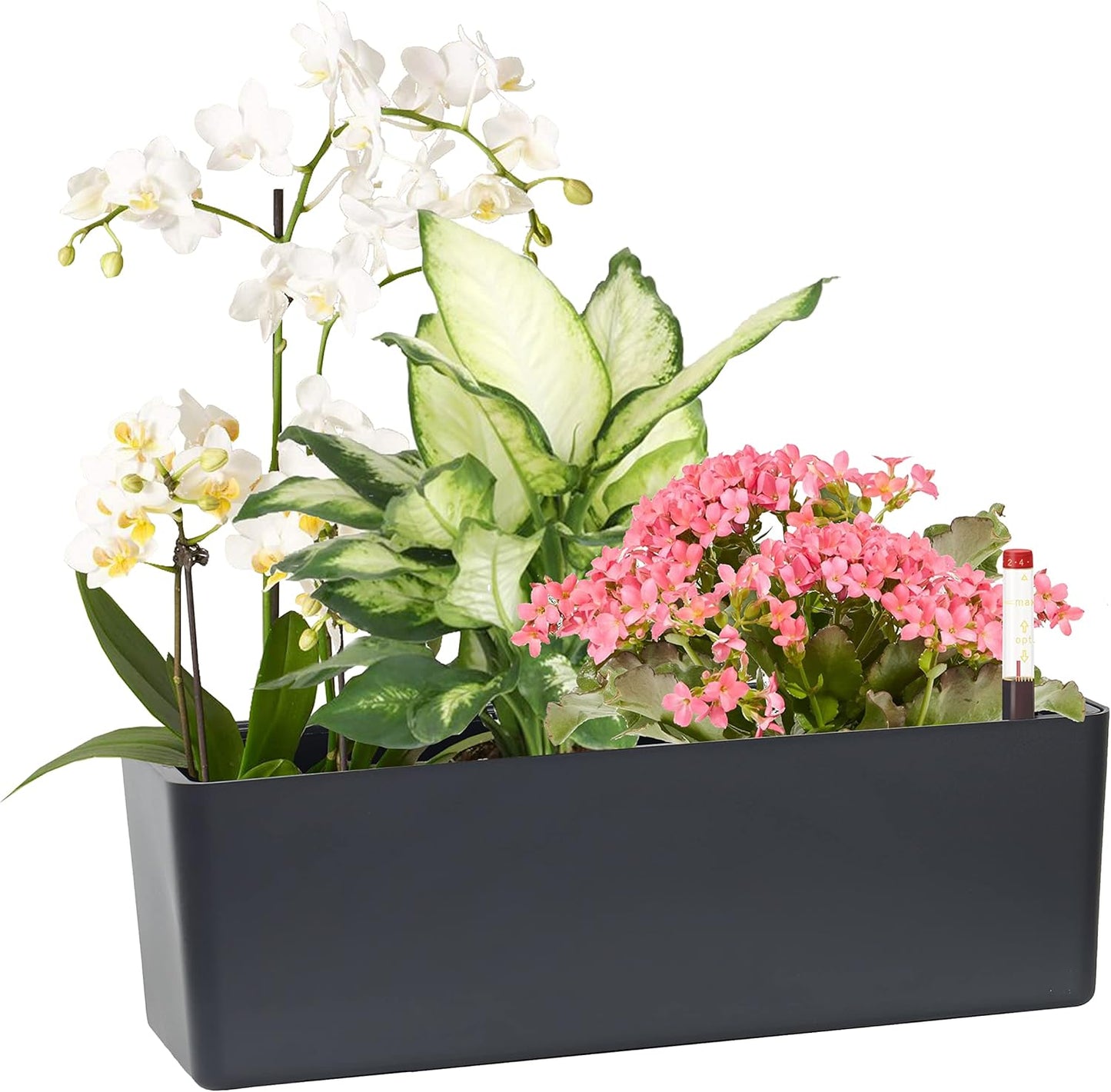 GardenBasix Elongated Self Watering Planter Pots Window Box 5.5 x 16 inch Indoor Home Garden Modern Decorative Planter Pot for All House Plants Flowers Herbs (Dark Grey,1-Pack)