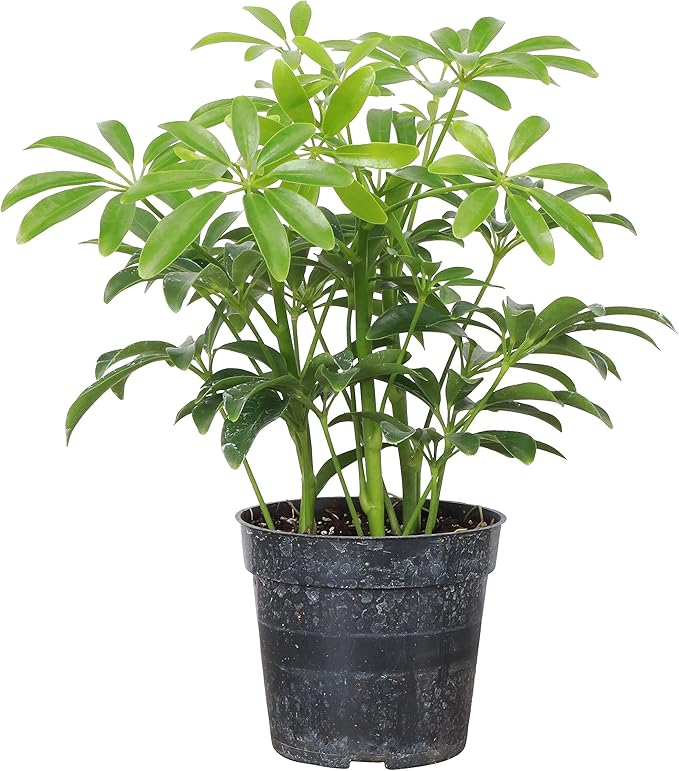 Thorsen's Greenhouse Live Arboricola Umbrella Tree Plant, Schefflera Arboricola, Natural Air Purifier, Easy to Grow, Live Indoor Houseplant, 4-inch Diameter (Growers Pot)