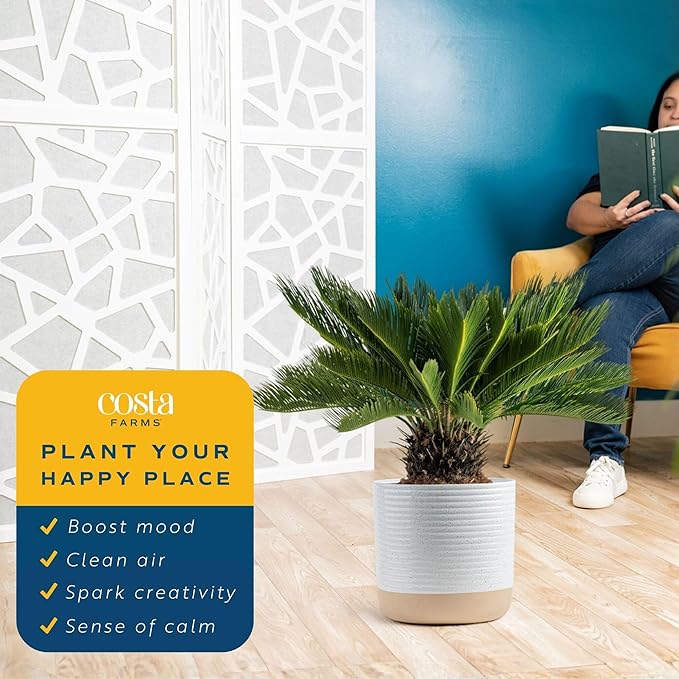 Costa Farms Sago Palm Live Plant in Decorative Pot, Easy to Maintain Large Indoor Houseplant, Perfect for Home, Room, or Office Decor, Great House Warming or Birthday Gift, 2-3 Feet Tall