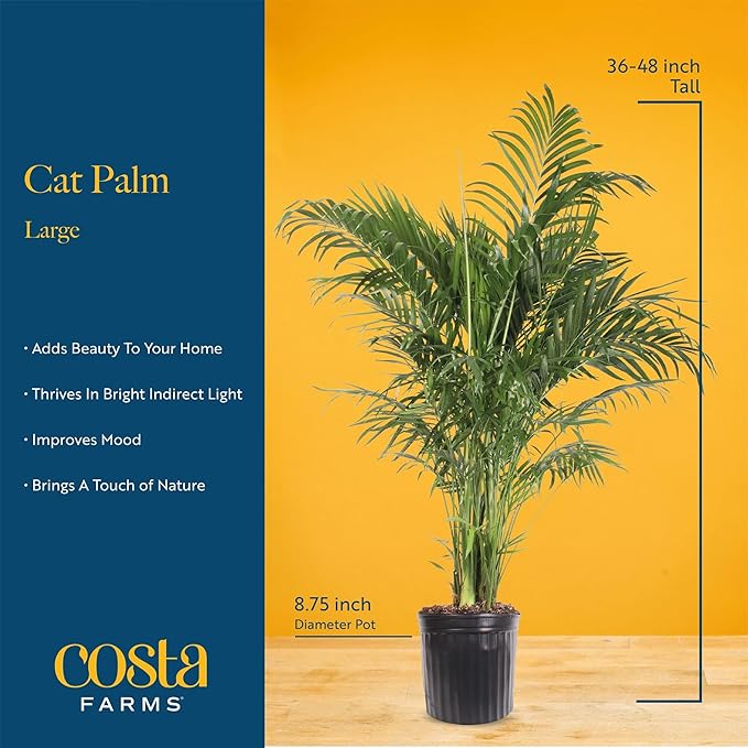 Costa Farms Cat Palm Live Plant in Decorative Pot, Large Indoor Houseplant, Perfect for Home, Room, or Office Decor, Great House Warming or Birthday Gift, 3-4 Feet Tall