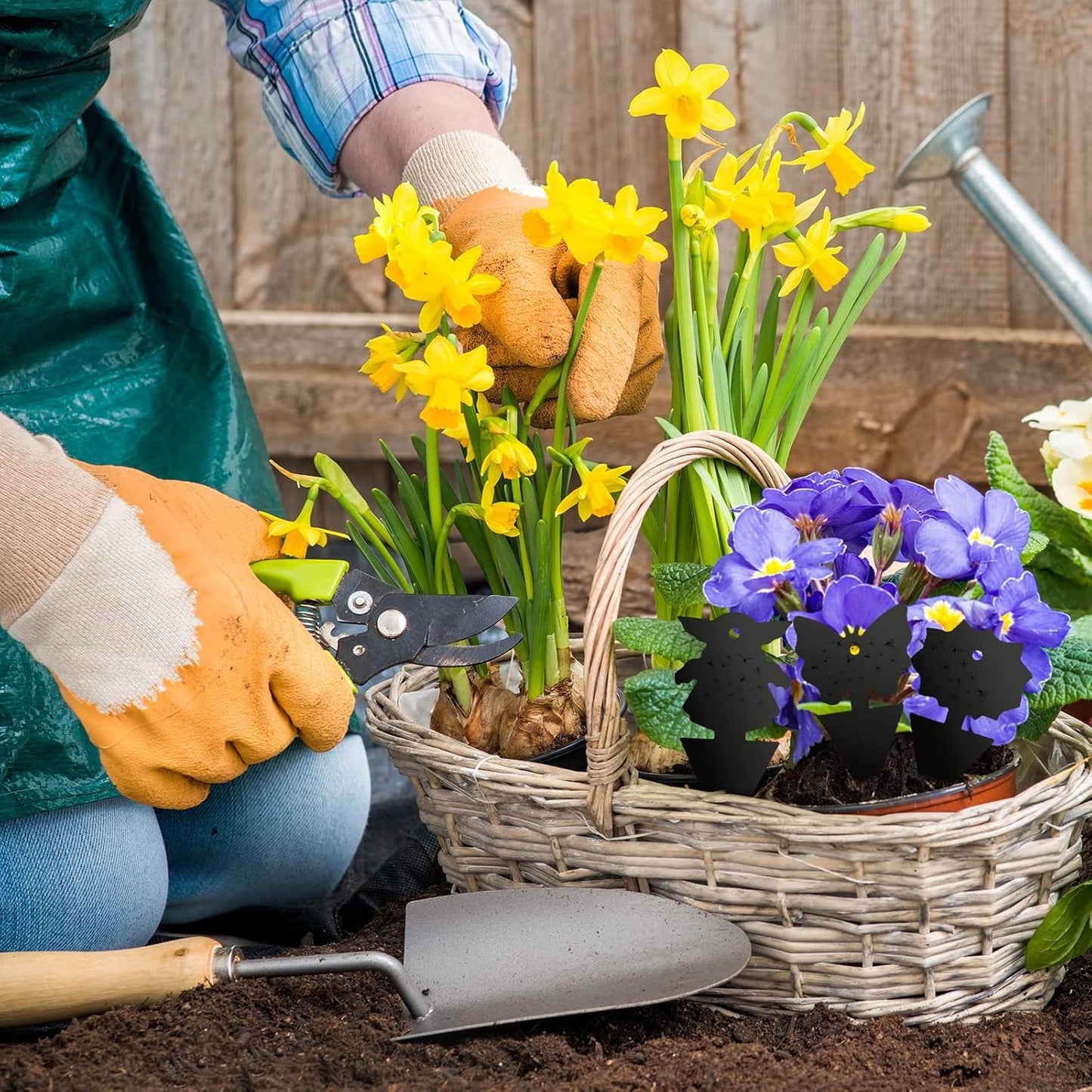 USKICH Sticky Trap Fruit Fly and Gnat Trap Sticky Bug Traps Fungus Traps for Indoor/Outdoor ，Insect Catcher for White Flies,Mosquitoes,Fungus Gnats,Lying Insects (36 Pcs Black)