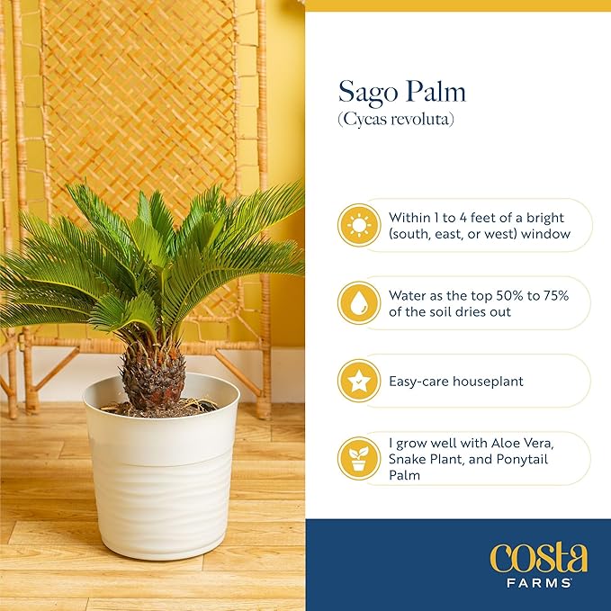 Costa Farms Sago Palm Live Plant in Decorative Pot, Easy to Maintain Large Indoor Houseplant, Perfect for Home, Room, or Office Decor, Great House Warming or Birthday Gift, 2-3 Feet Tall
