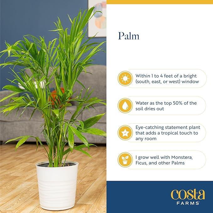 Costa Farms Cat Palm Live Plant in Decorative Pot, Large Indoor Houseplant, Perfect for Home, Room, or Office Decor, Great House Warming or Birthday Gift, 3-4 Feet Tall