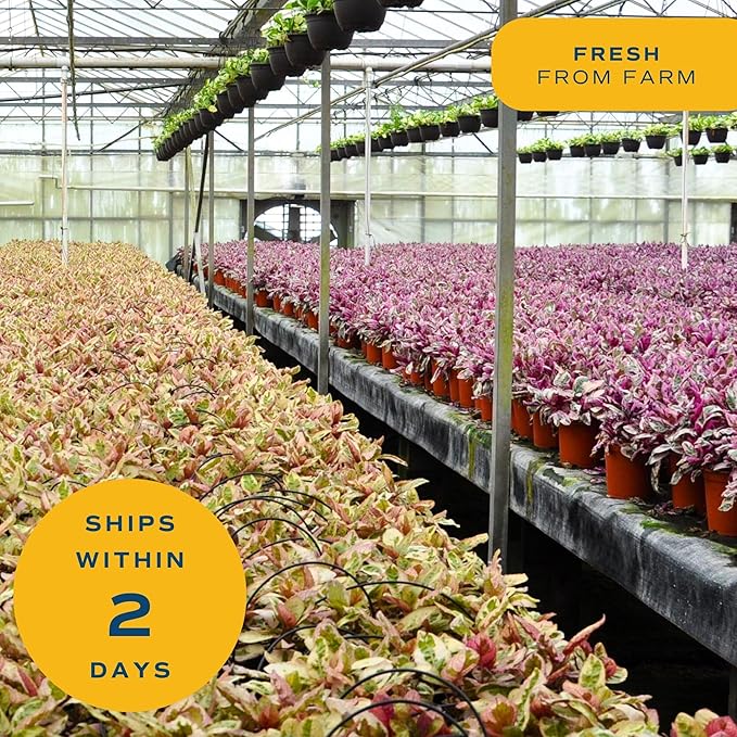 Costa Farms Cat Palm Live Plant in Decorative Pot, Large Indoor Houseplant, Perfect for Home, Room, or Office Decor, Great House Warming or Birthday Gift, 3-4 Feet Tall