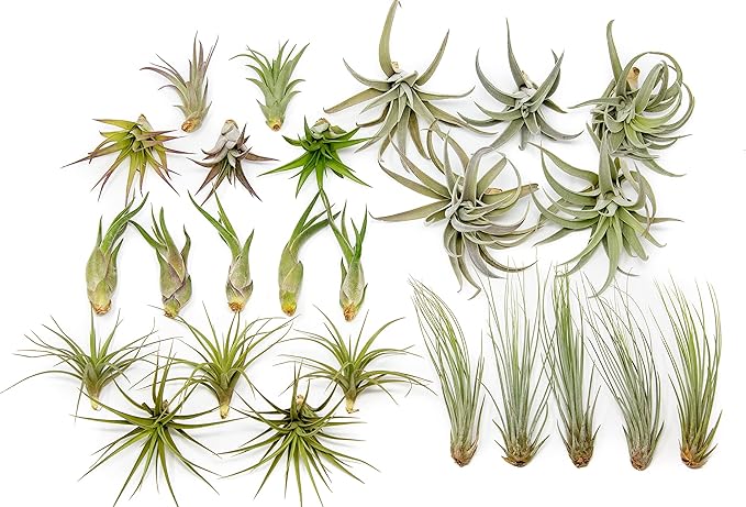 25 Pack of Classic Air Plants Variety - Live Succulent House Plants - Available in Wholesale and Bulk - Home and Garden Decor - Easy Care Indoor/Outdoor Air Plant