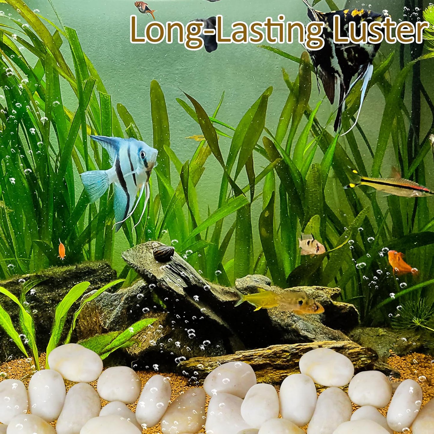 Sunnyglade 40 LBS White River Rocks, 2-3 Inch Natural Pebbles for Indoor Plants, High Polished Decorative Stones Vase Filler Fish Tank Aquariums Landscaping Garden Outdoor and Indoor DIY (40 Pounds)